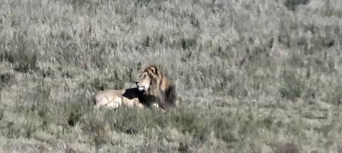      A lion lounging in a grassy field.
  