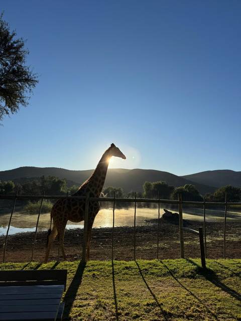      A silhouette of a giraffe with the sun setting behind mountains.
  