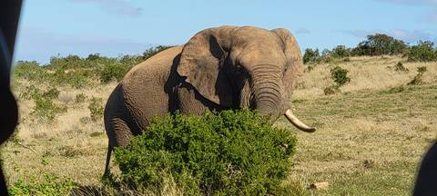       A large elephant grazing in a bushy area.
  