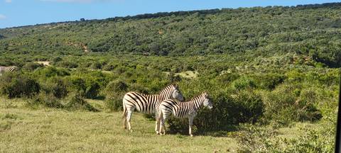       Two zebras standing in a grassy plain with hills in the background.
  