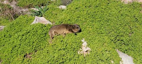       A hyrax resting on a green, rocky surface.
  