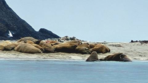 Group of walruses resting on a sandy shore.
