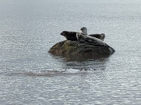 Seals resting on a rock in the water.