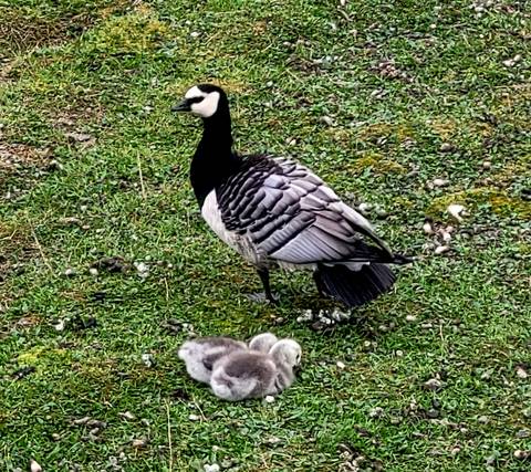 A bird with chicks on green grass.