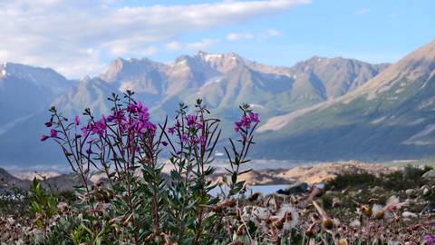       Bright wildflowers with a mountainous backdrop.
  