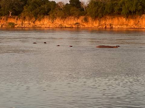Hippos in a river at sunset