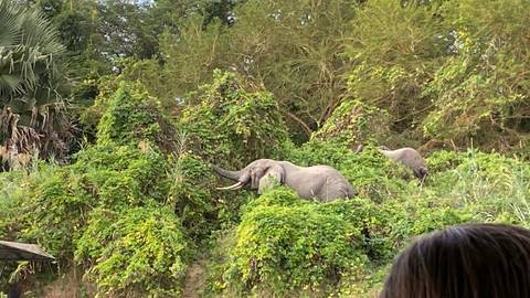       Elephant walking in lush greenery
  