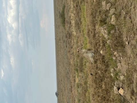       A cheetah sitting in the savanna.
  