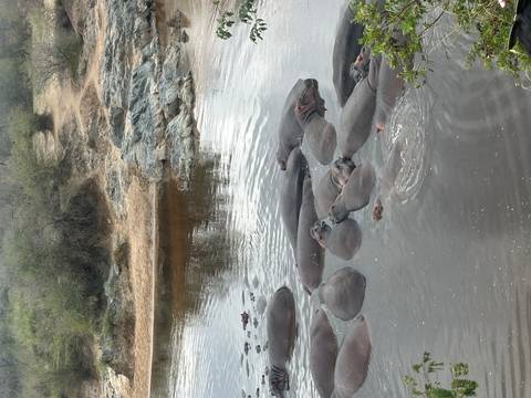       A group of hippos in the water.
  