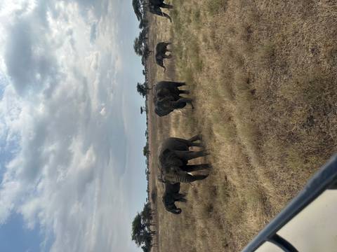       A herd of elephants in the savanna.
  