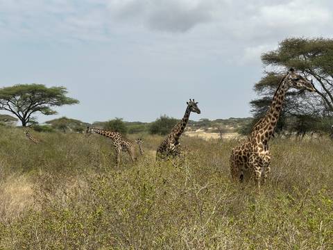       Giraffes walking through the savanna.
  
