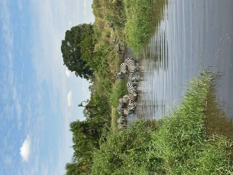       Zebras drinking from a waterhole.
  