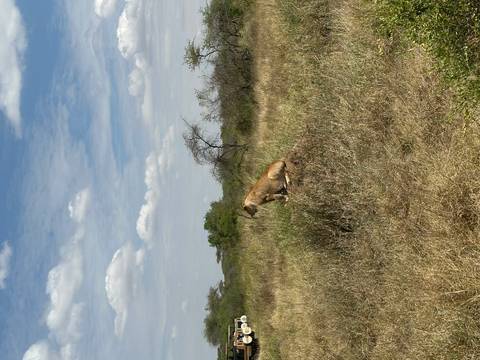       A lion resting on a mound in the grassland.
  
