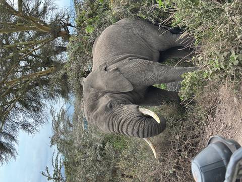       Close-up of an elephant near bushes.
  