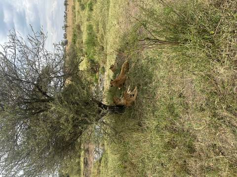       Lions resting under a tree in the savanna.
  