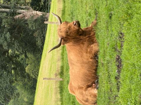       A resting Highland cow in a grassy field.
  