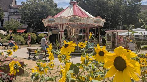       Sunflowers in focus with a carousel and people in the background
  