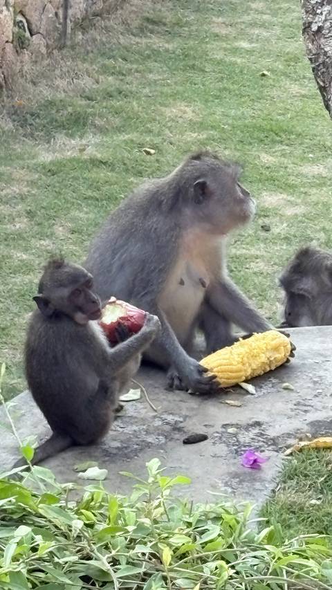 Monkeys eating corn and an apple.
