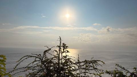       Sun over the ocean with a plant in the foreground.
  