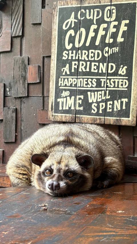 Close-up of an animal and a sign.
