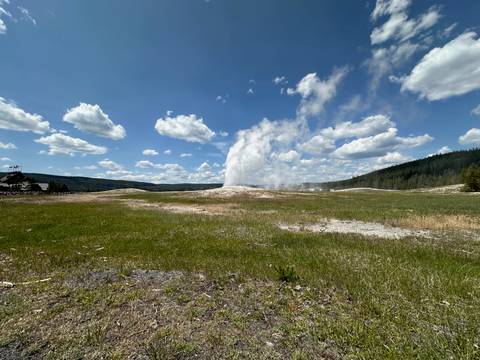      The Old Faithful geyser erupting in a grassy landscape.
  