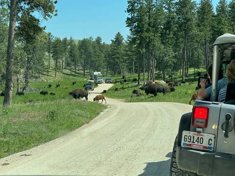       Group of bison crossing a dirt road with vehicles.
  