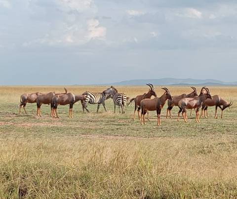 Klantbeoordelingsfoto van 4 Daagse Masai Mara en Lake Nakuru Budget Safari 