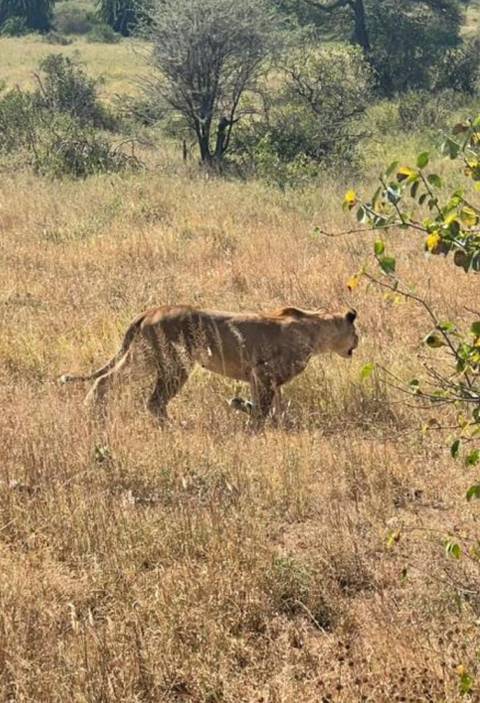 Klantbeoordelingsfoto van 4-daagse spannende Tanzania safari 