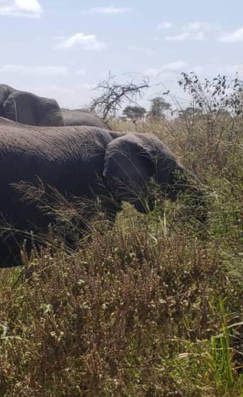       Photo d'avis client sur Safari aventure abordable de 10 jours 
  