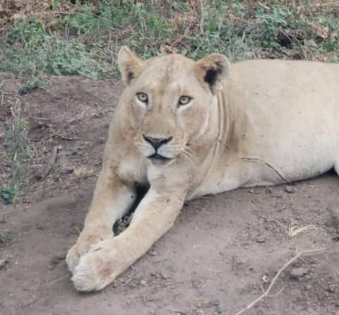       Photo d'avis client sur Safari aventure abordable de 10 jours 
  