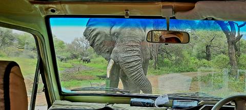 An elephant very close to a safari vehicle.