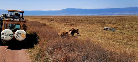 Lions near a safari vehicle on the savannah.