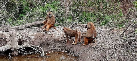 Three baboons sitting on a rocky outcrop near a water body.