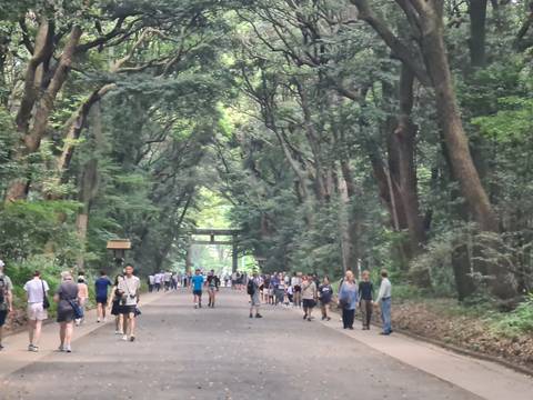       People walking along a tree-lined path with a torii gate in the distance.
  