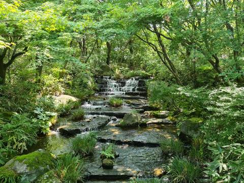       A serene waterfall flowing over rocks in a lush green forest.
  