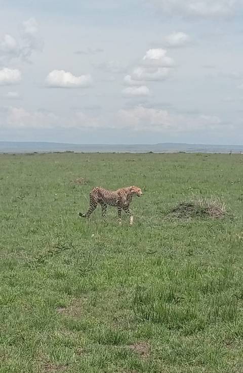       Cheetah walking across a savanna landscape.
  