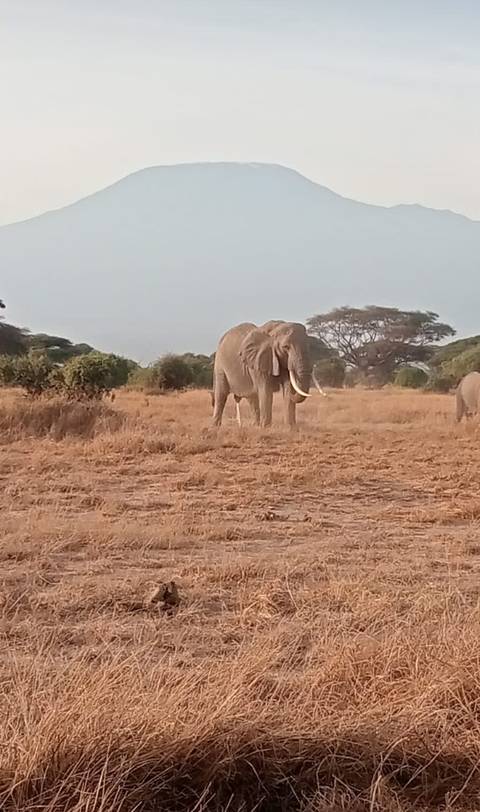       Large elephant with tusks on savanna.
  