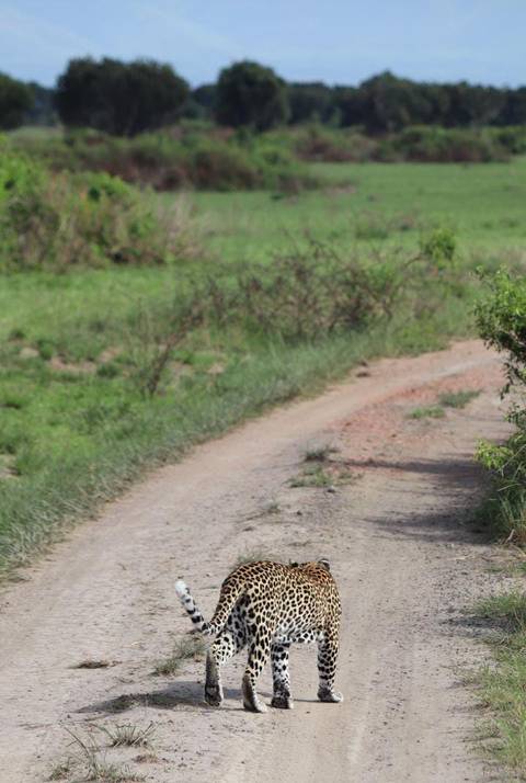 Klantbeoordelingsfoto van 6 Dagen: Exclusieve Grote Katten van Tarangire, Serengeti & Ngorongoro Krater 