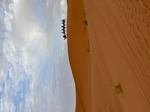       Camels on a sand dune with blue sky above.
  