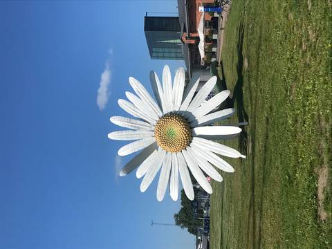 Giant sculpture of a daisy flower in an open space.