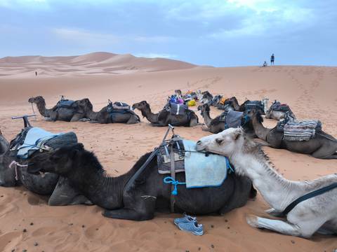       Camels resting on sand dunes.
  
