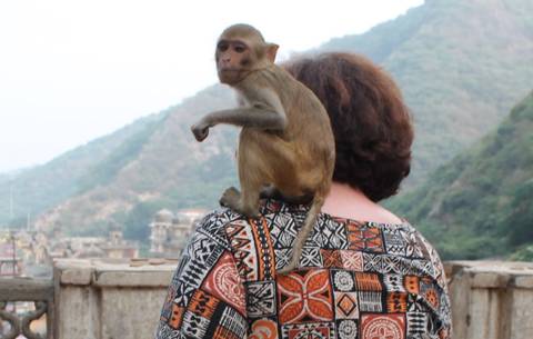Monkey sitting on a person's shoulder