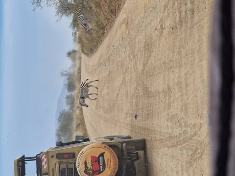       Zebra crossing a dirt road in the savanna
  
