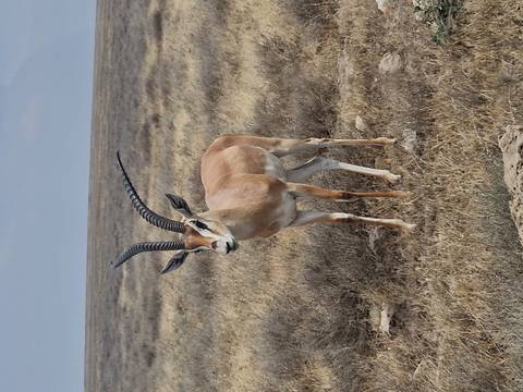 Gazelle standing in the savanna