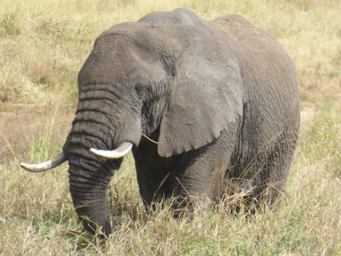 Close-up of an elephant in the savanna