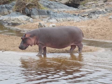       Hippo standing in shallow water
  