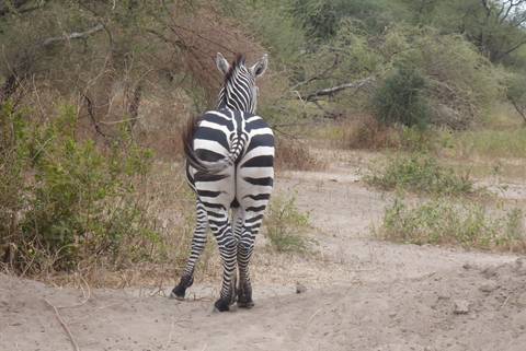 Zebra walking in a natural setting
