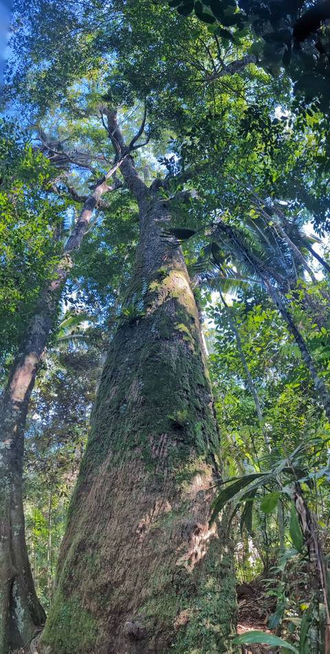 Tall tree in a forest setting