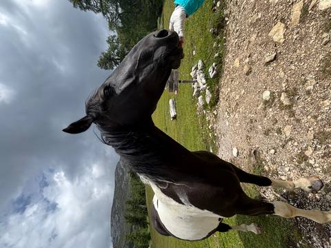       A black and white horse in a meadow with a mountainous backdrop.
  