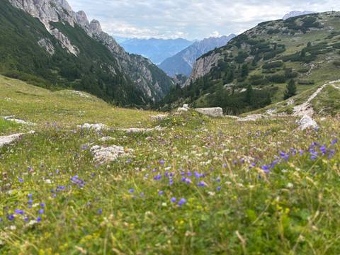       A vibrant meadow with wildflowers in front of a mountain range.
  